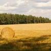 Органічні засоби захисту рослин — продукція САММІТ-АГРО ЮКРЕЙН